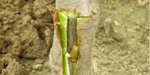 Kako posaditi limun kod kuće